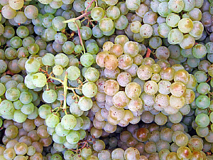 pinot bianco